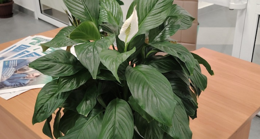    Растим спатифиллум Уоллиса: изысканный комнатный цветок — цветёт и пахнет даже осенью