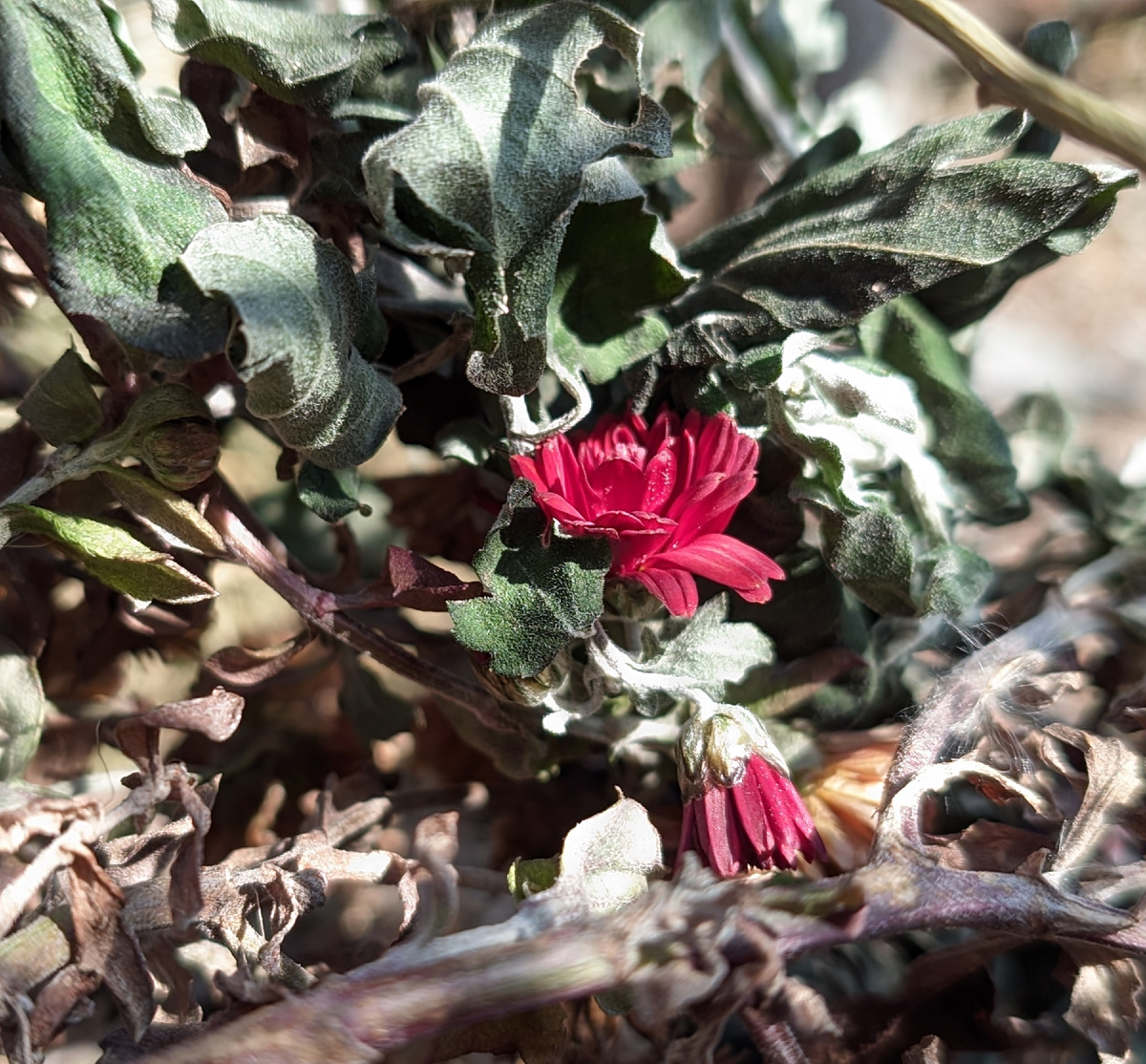 Эта хризантема была обнаружена в клумбе на Первой морской 4 декабря 2024 года. 