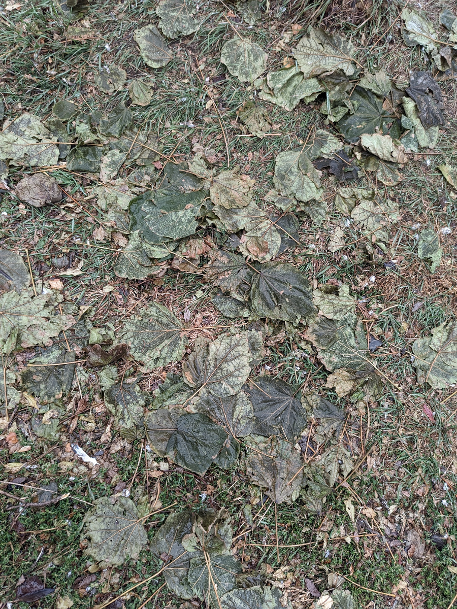 Ковёр из опавших листьев катальпы.