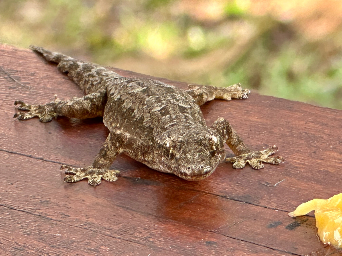 Геккон из Таиланда.