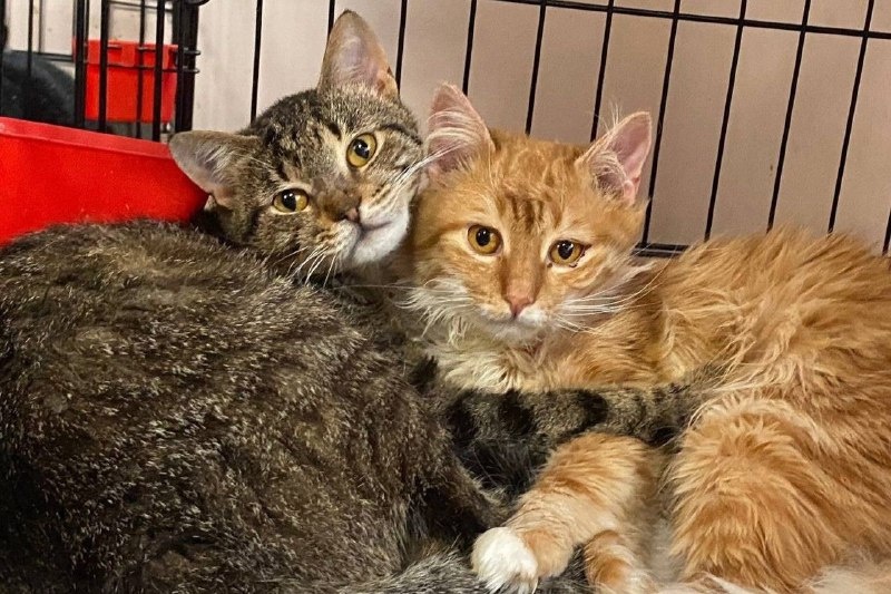 Благодарят ли уличные коты за то, что их забрали домой: запомните на всю жизнь