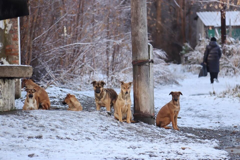    Бродячие собаки. Источник: Сергей Кулыгин