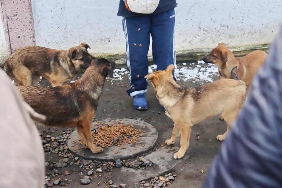    Бродячие собаки. Источник: Сергей Кулыгин
