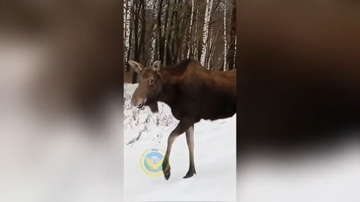     Лось встретил инспекторов в одном из заказников Красноярского края