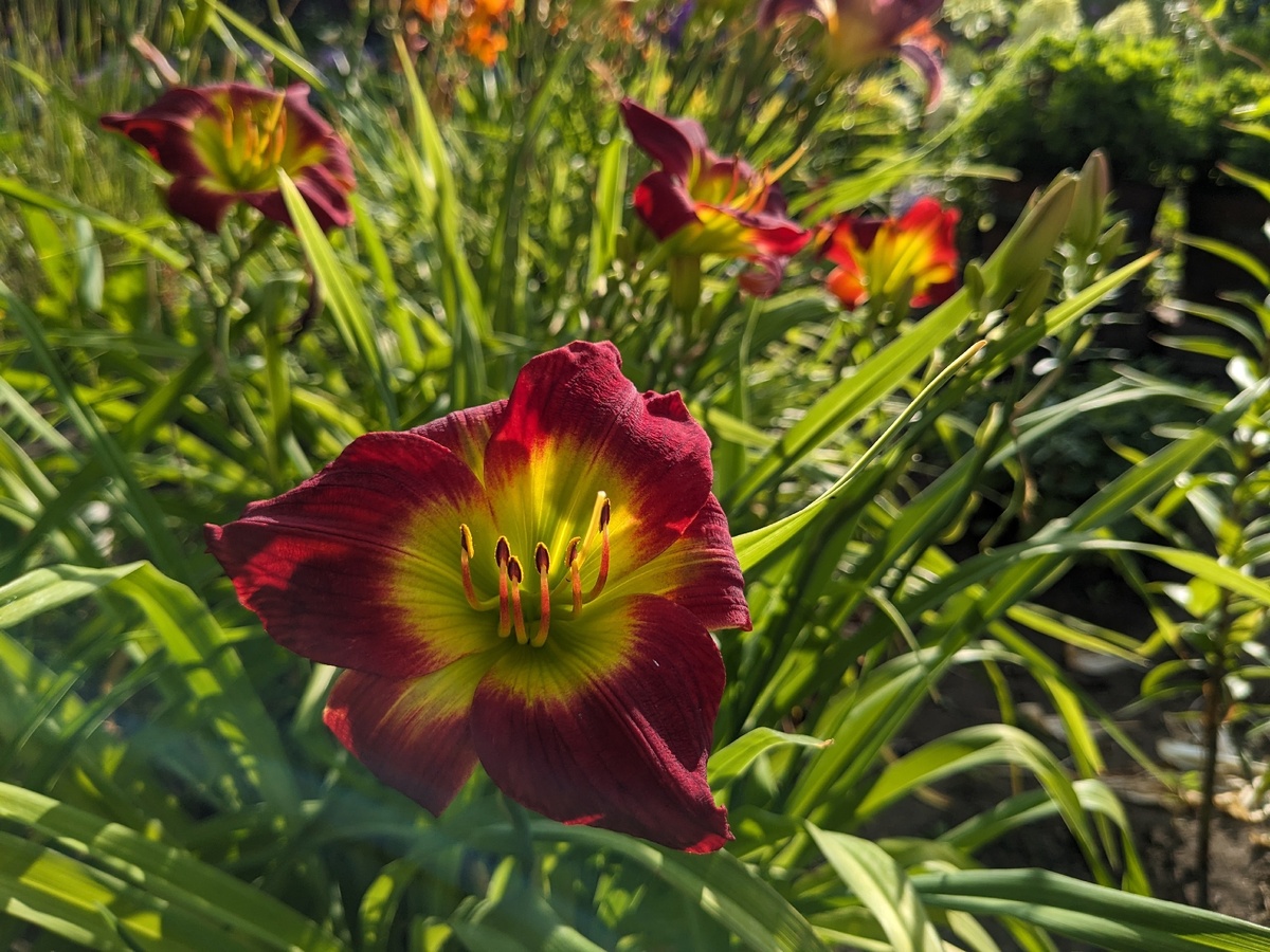 Лилейниками хорошо любоваться после восхода солнца, пока они еще утренне-свежи