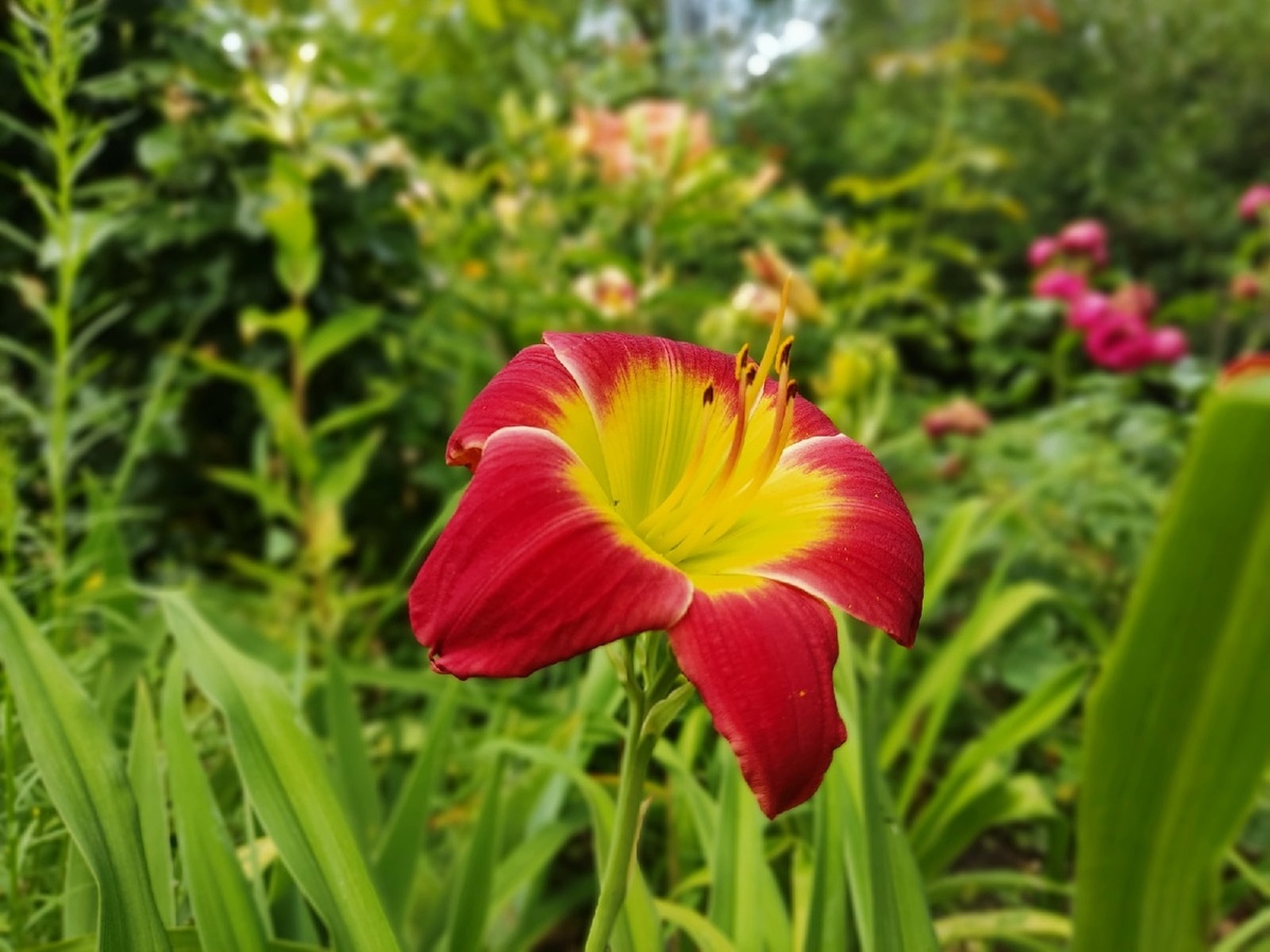 Лилейник Christmas Is