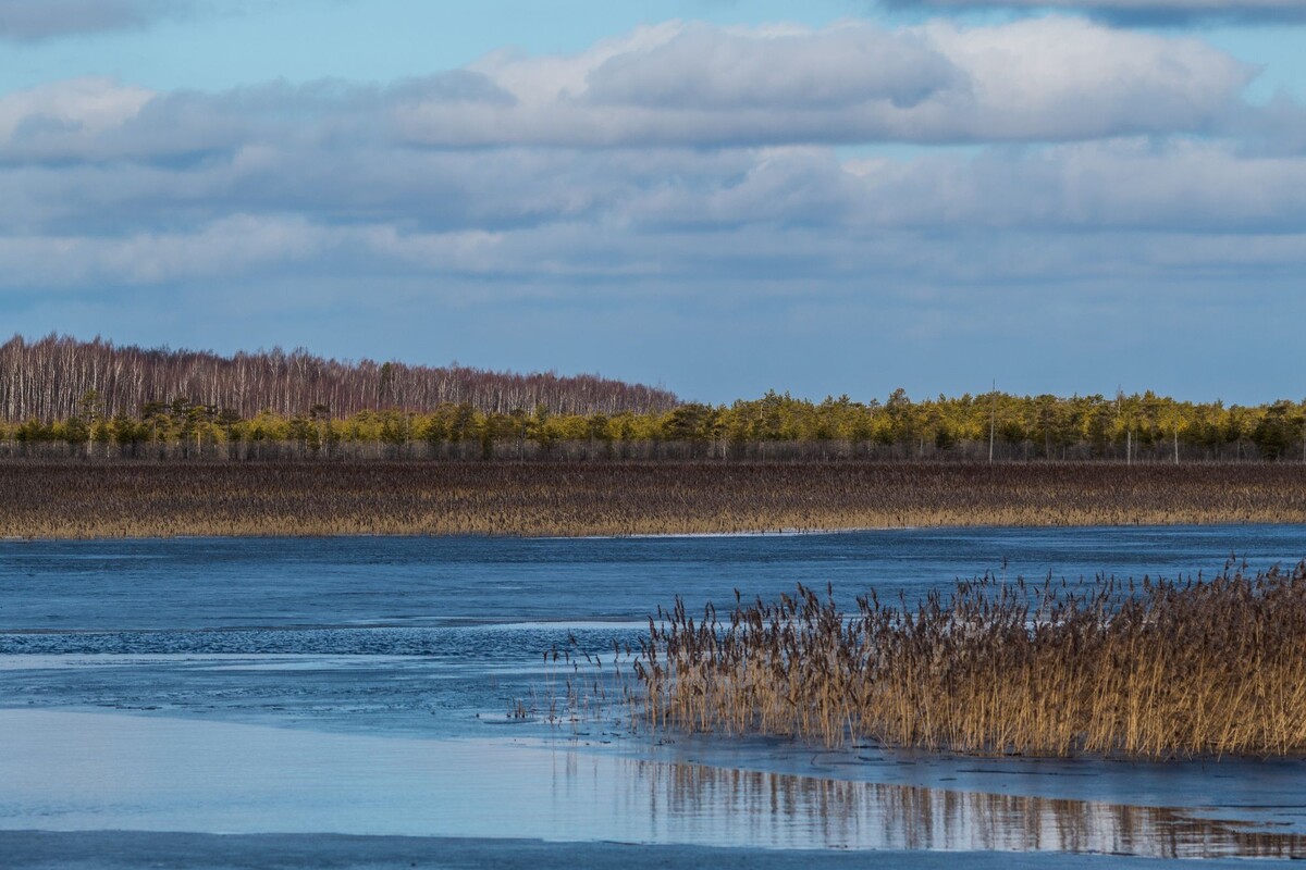 Бескрайние воды Рыбинского водохранилища и дикие леса — вот характерный пейзаж Дарвинского заповедника.