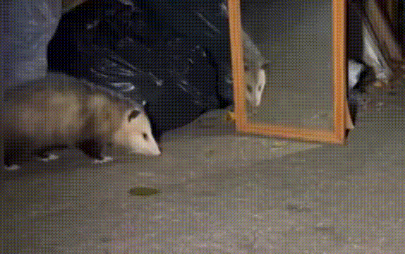Видео, сгенерированное нейросетями нового поколения. Нереальность происходящего выдаёт лишь неправильное отражение в зеркале и излишняя драматичность опоссума.