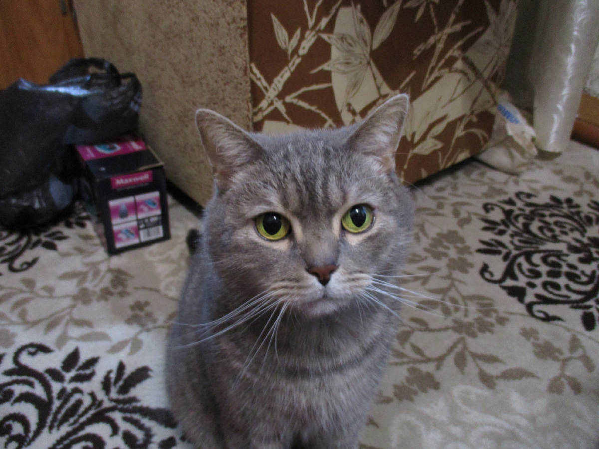 Детский писатель  Кот Василий. Известный автор Поназыревского  округа, написавший книгу "Кошачьи Истории" и 12 Сказок Желудевой Белочки