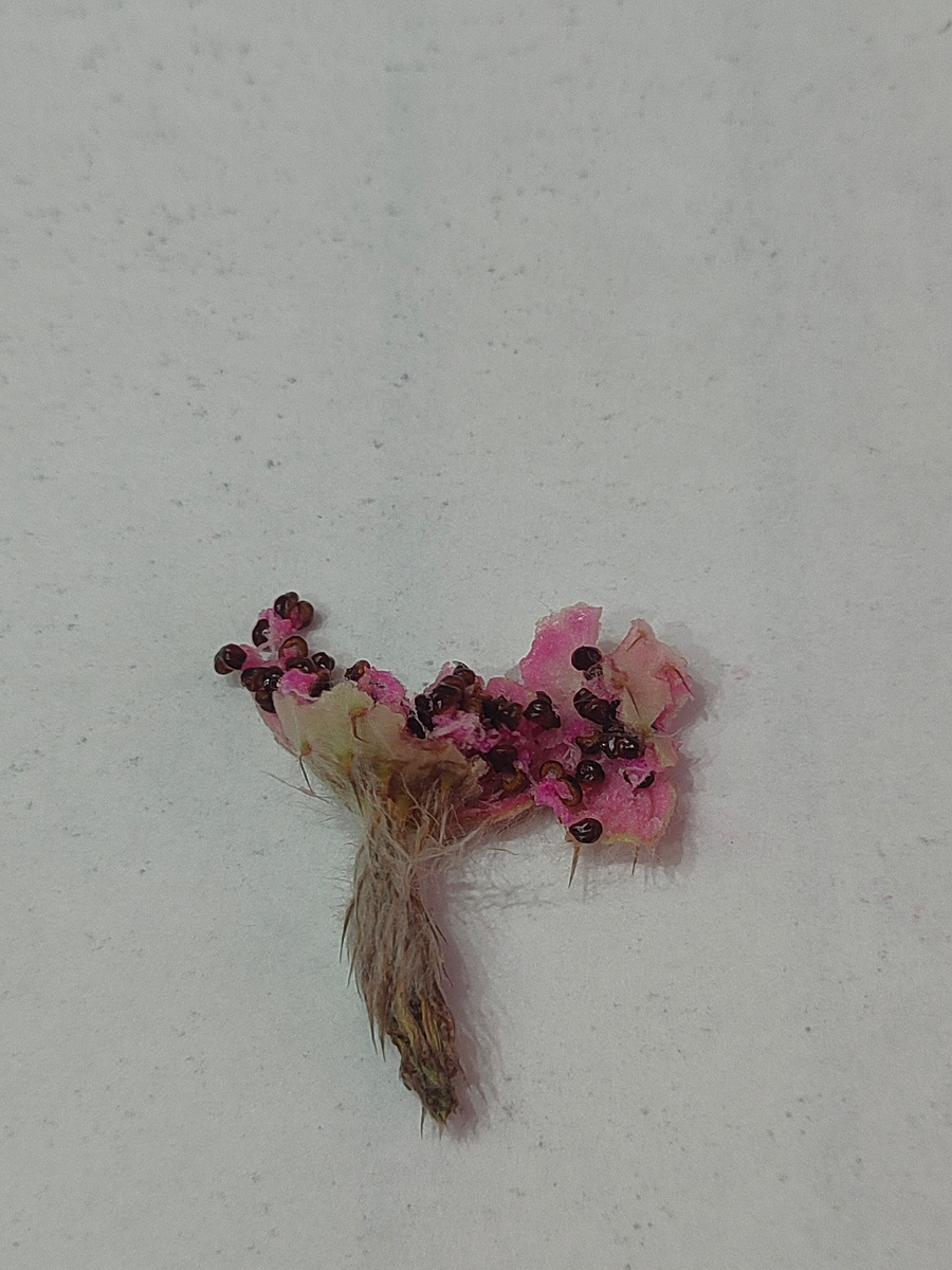 Семена созрели