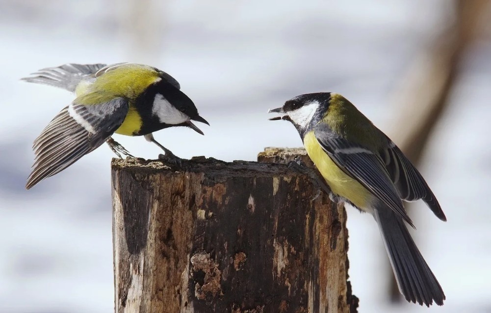Фото: Большие синицы в зимней стычке за еду. В голодное время любая находка становится поводом для конфликта. 