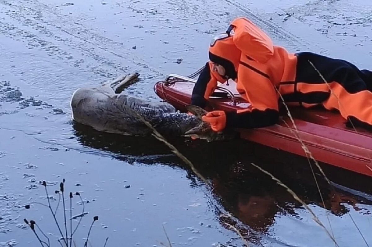    Спасатели в Башкирии вытащили из пруда первую жертву тонкого льда