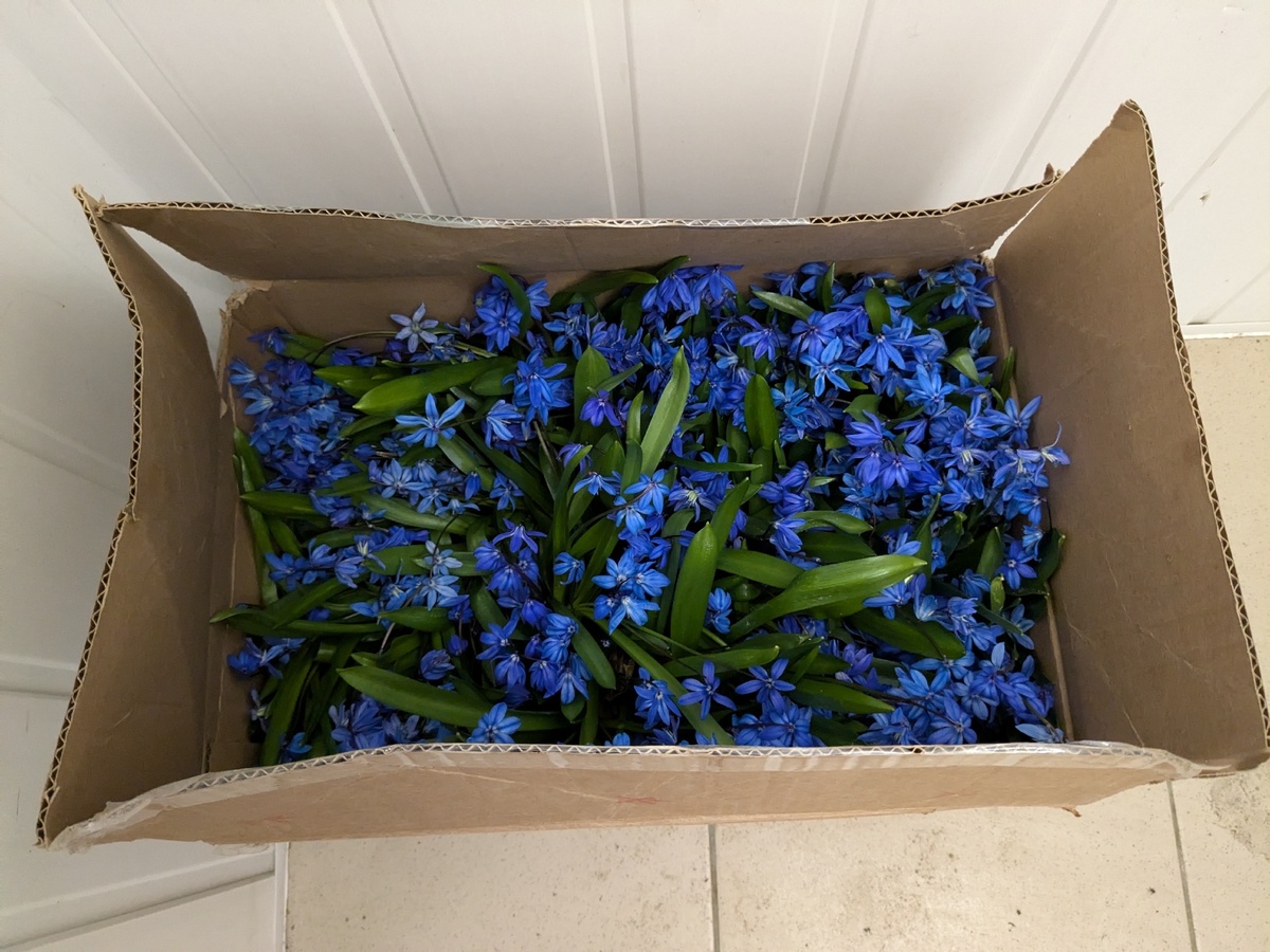 Вывезла из леса под Белгородом 200 пролесок