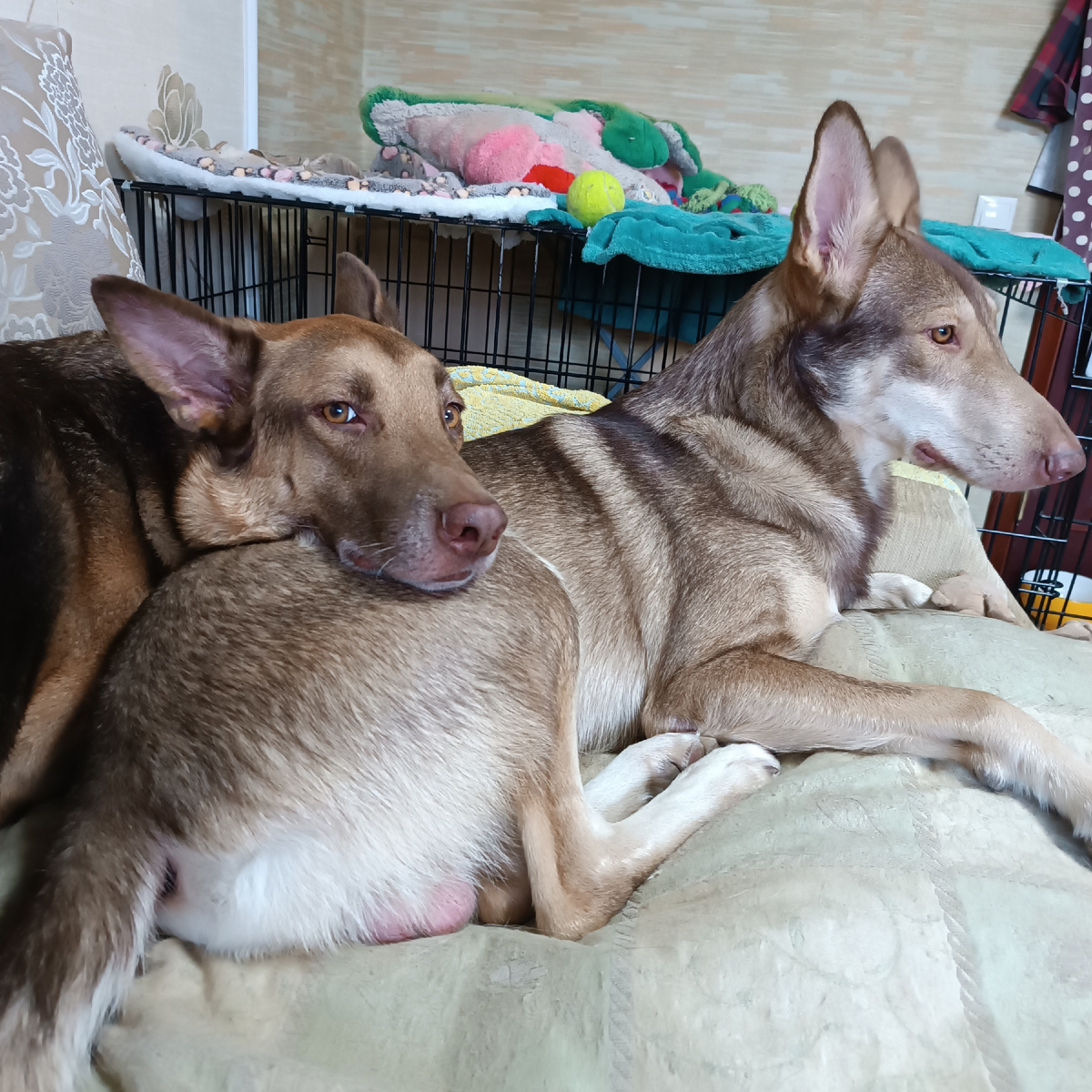 Мои красавчики