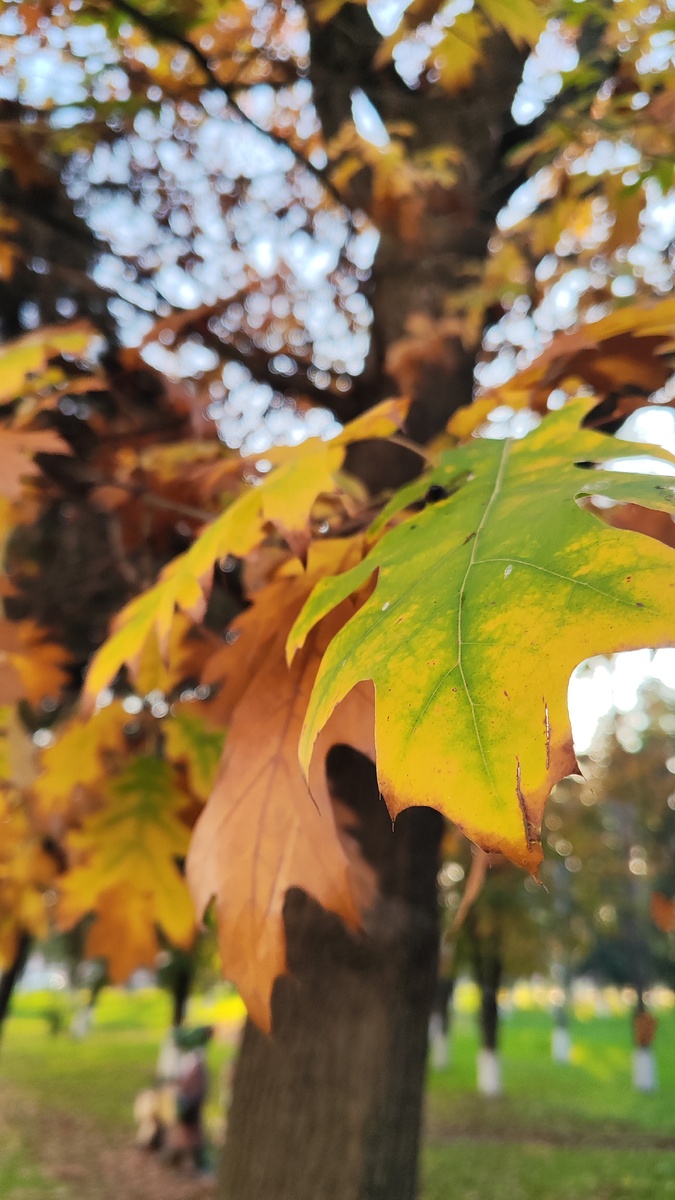 Золотая осень