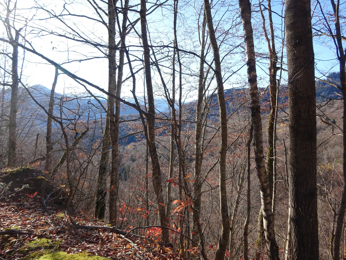Лес и горы сквозь него.