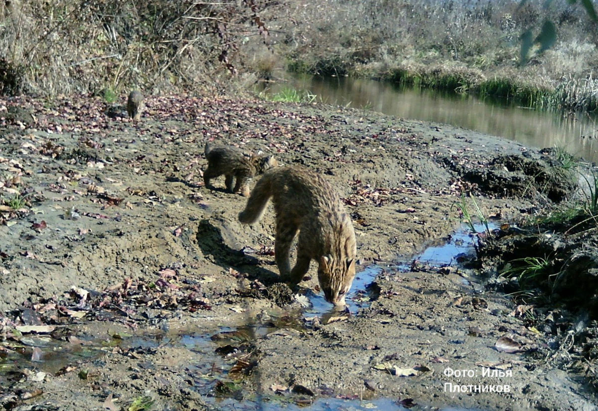     Илья Плотников/«Земля леопарда»