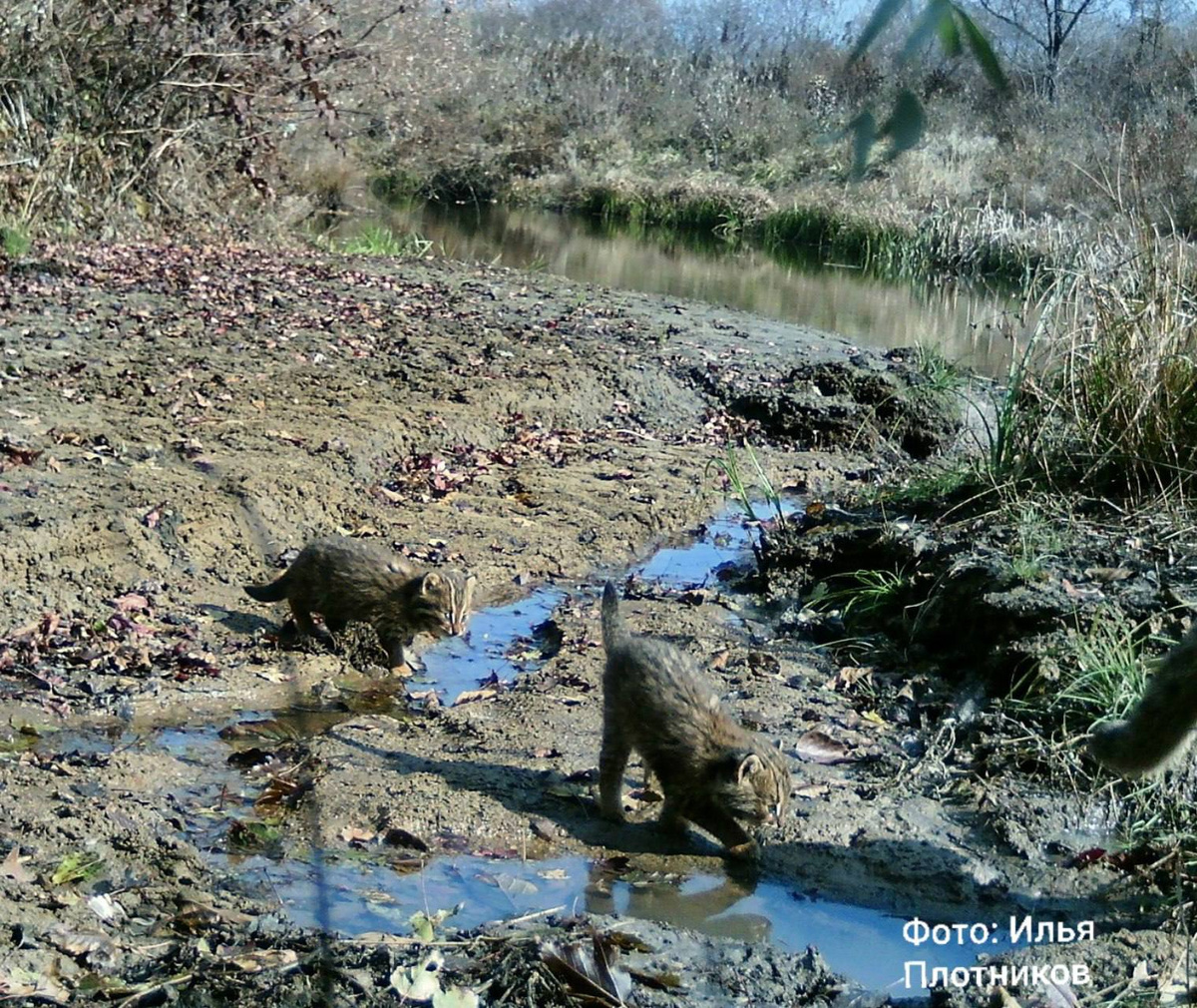     Илья Плотников/«Земля леопарда»