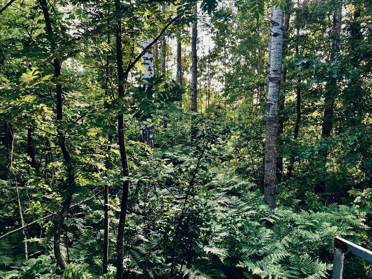 🌳 