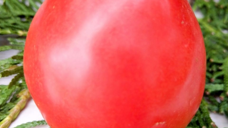 Низкорослые сорта