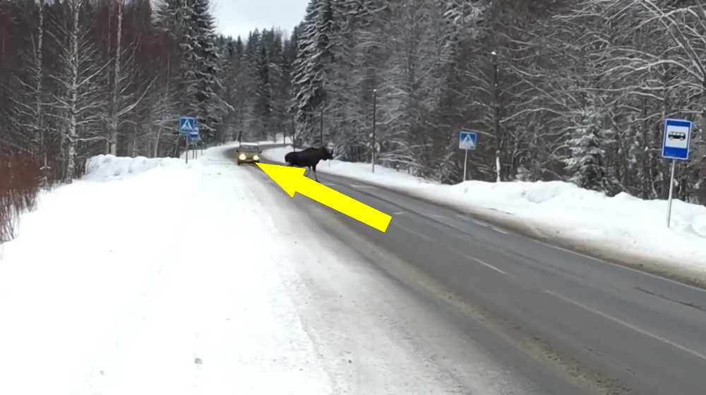    А что теперь Маша боится больше BMW