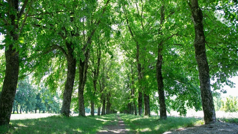      Фото: ИА «Победа26»