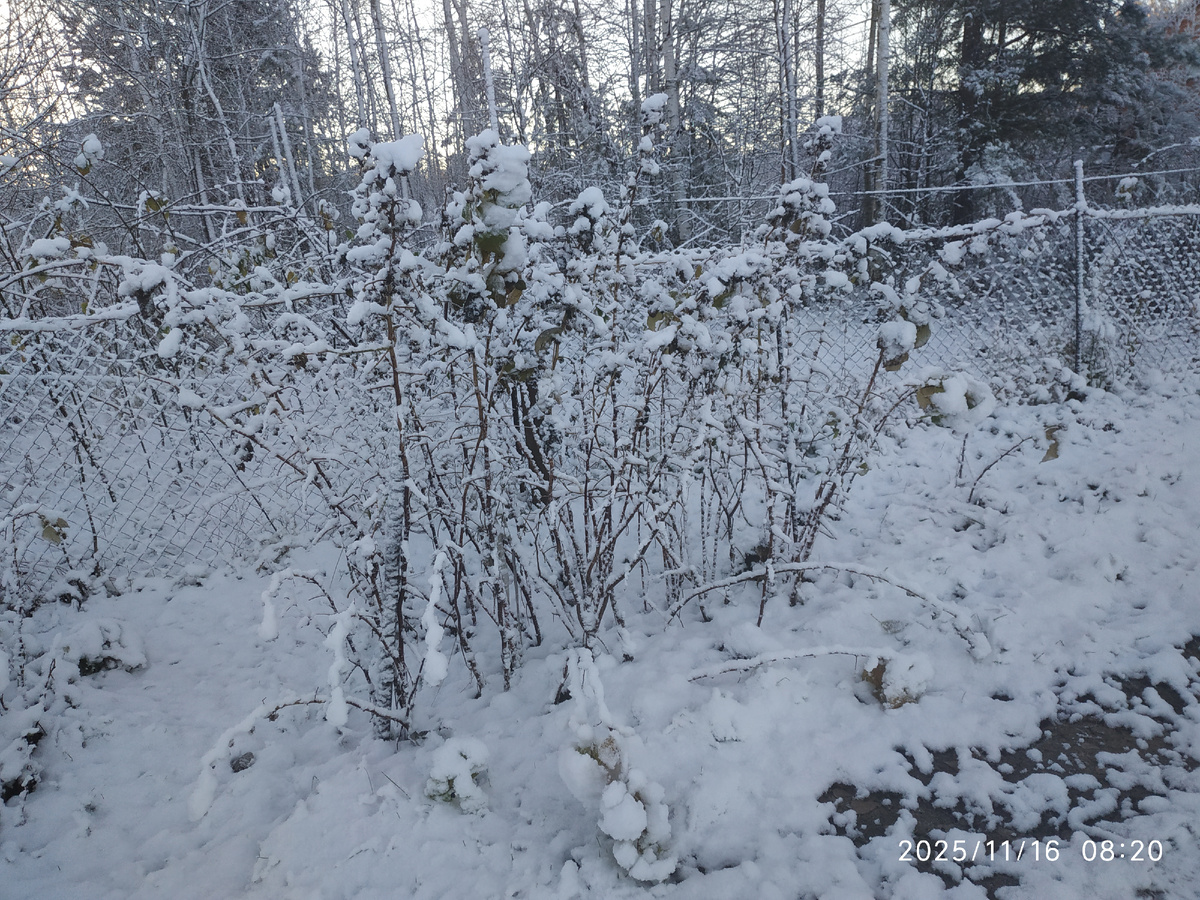 До обрезки...