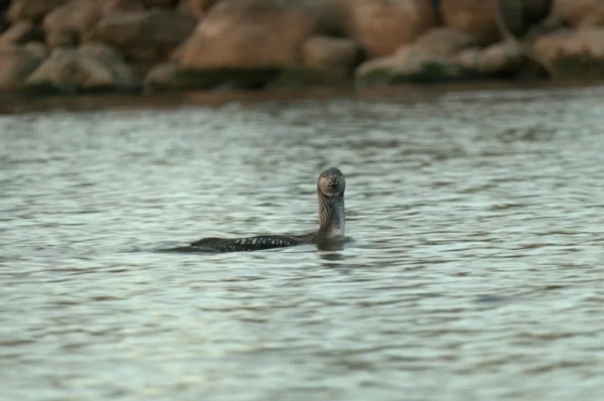    На Ладожском озере заметили очень редких «говорящих» гагар