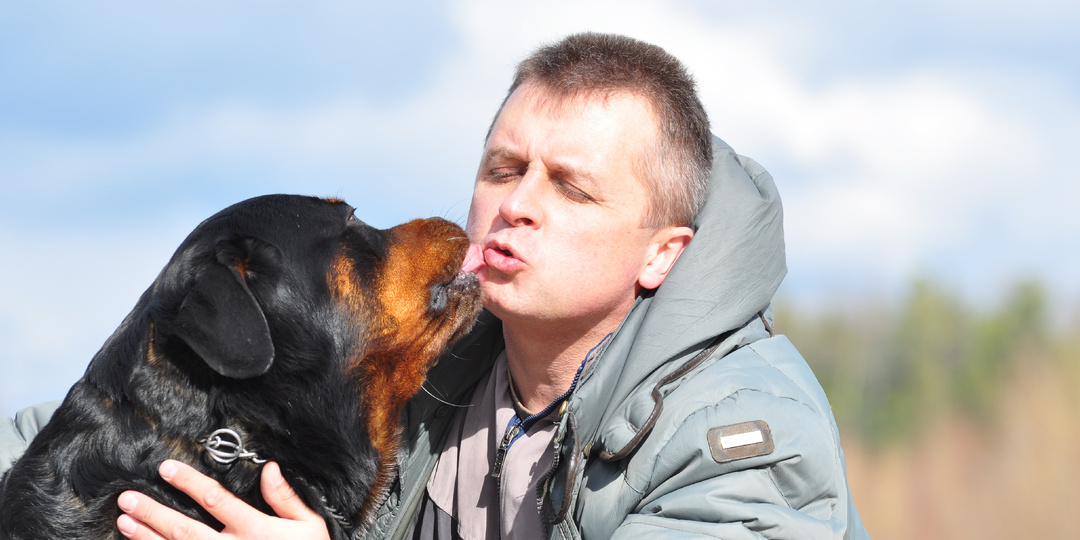 Ротвейлер лизун))) Прогулки с ротвейлером.