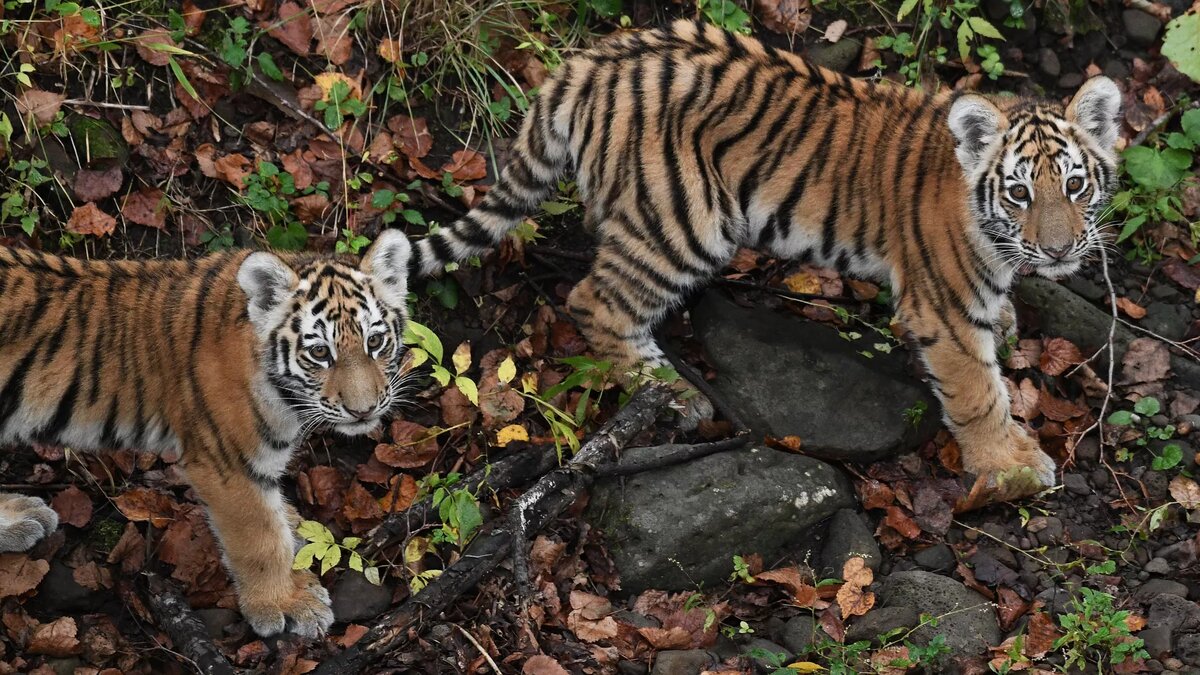 Амурские тигрята в Приморском сафари-парке © Sputnik / Vitaliy Ankov