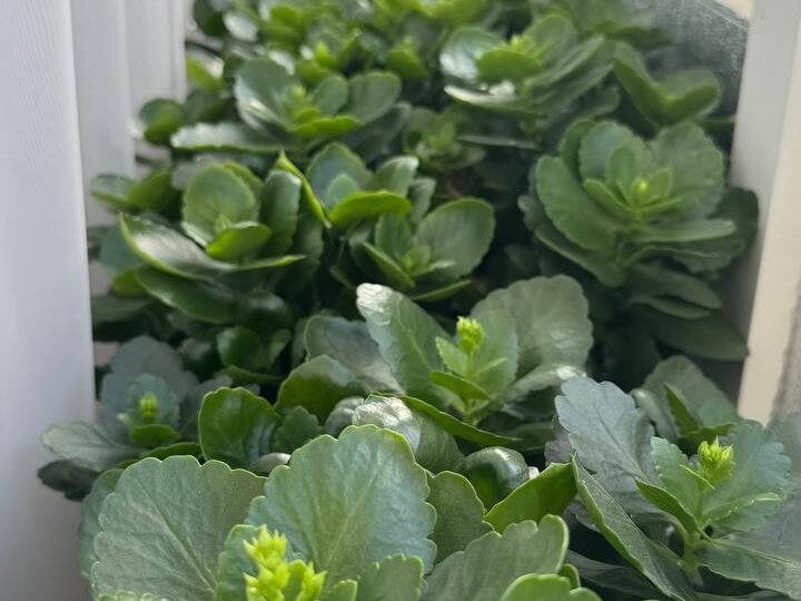 Каланхоэ во всю готовится к цветению, навыпускало кучу бутончиков