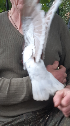 Пижон. 06.09.22