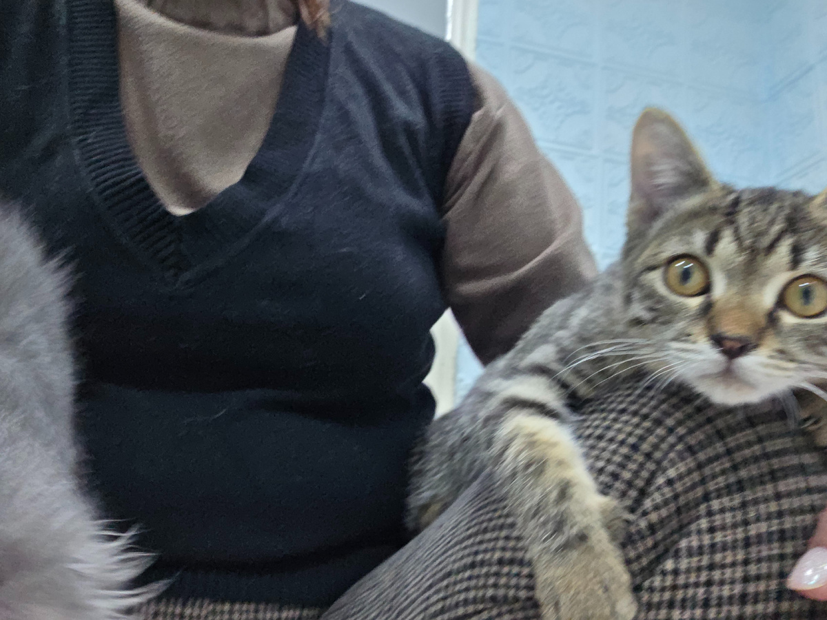 котенок прижался к человеку в отчаянии