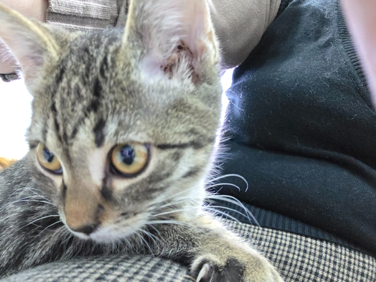 пронзительный взгляд желтых глаз котенка