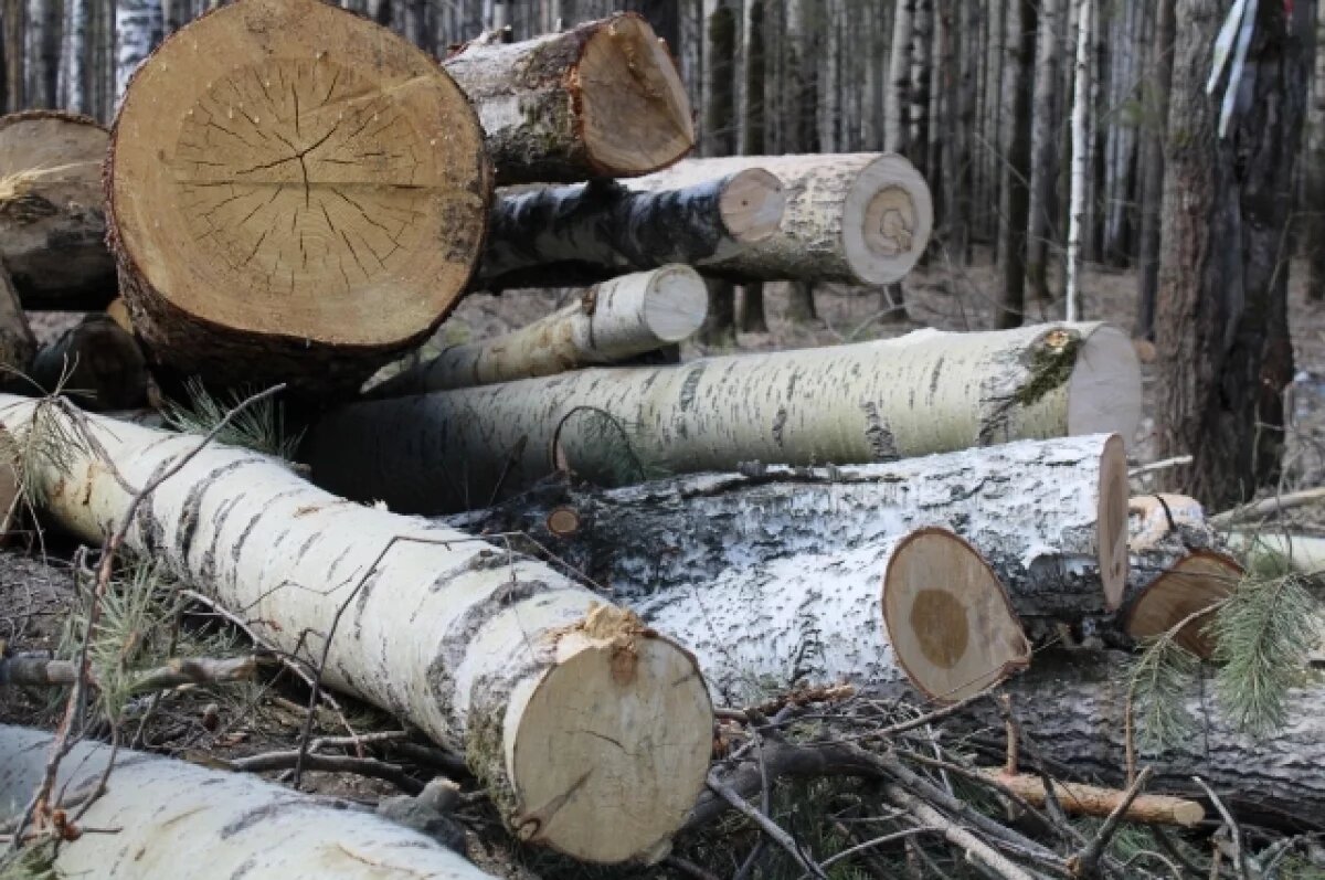   Придавленный деревом в Пермском крае лесоруб отсудил 400 тыс. рублей