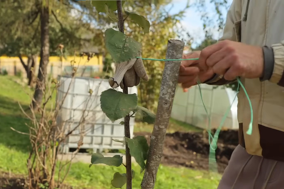Скриншот видео