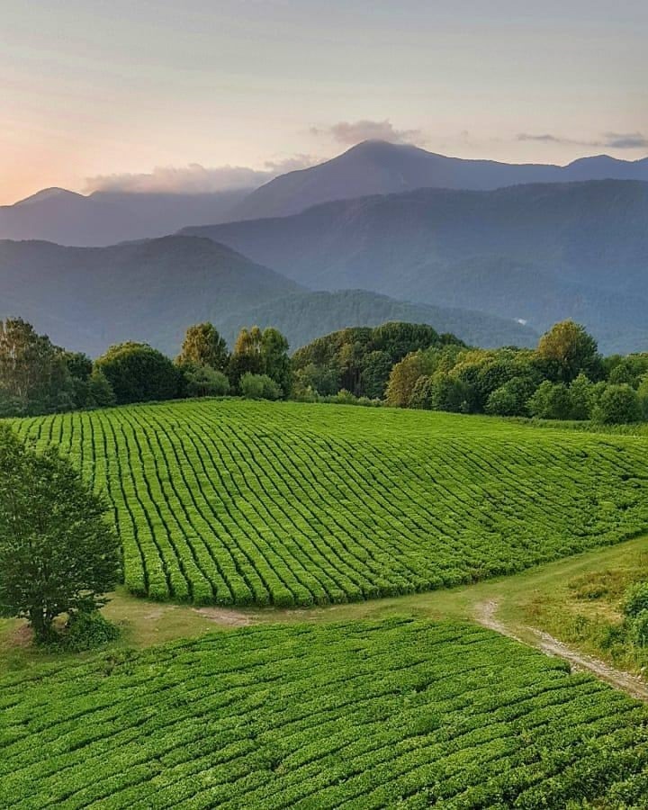 Чайные плантации в Сочи