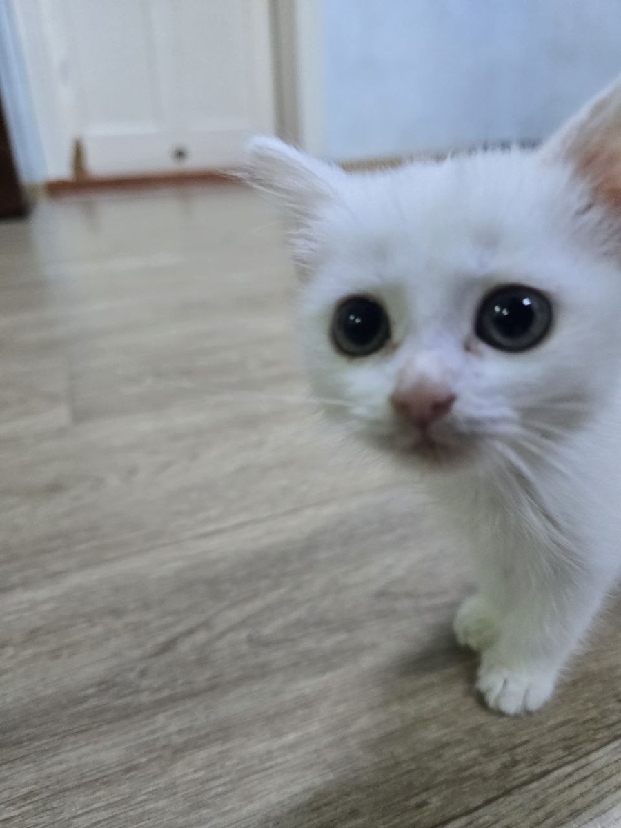 большие черные глаза полные доверия