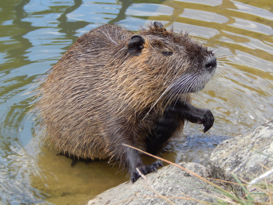    Shutterstock/FOTODOM