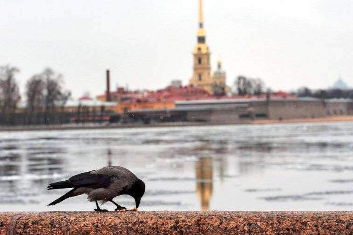    Фото: Алексей Даничев, источник: ria.ru