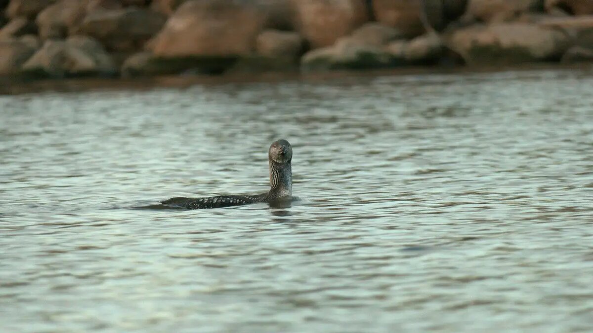    Фото: телеграм-канала «Каждой твари по паре» биолога Павла Глазкова.
