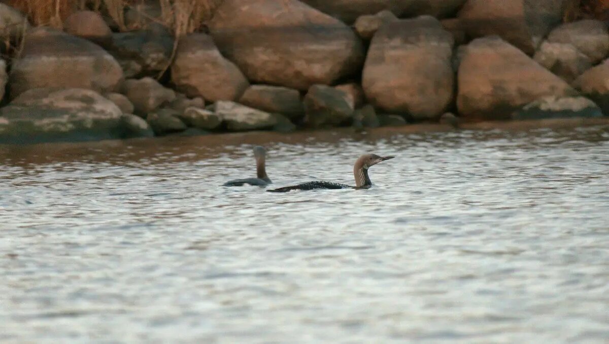    Фото: телеграм-канала «Каждой твари по паре» биолога Павла Глазкова.