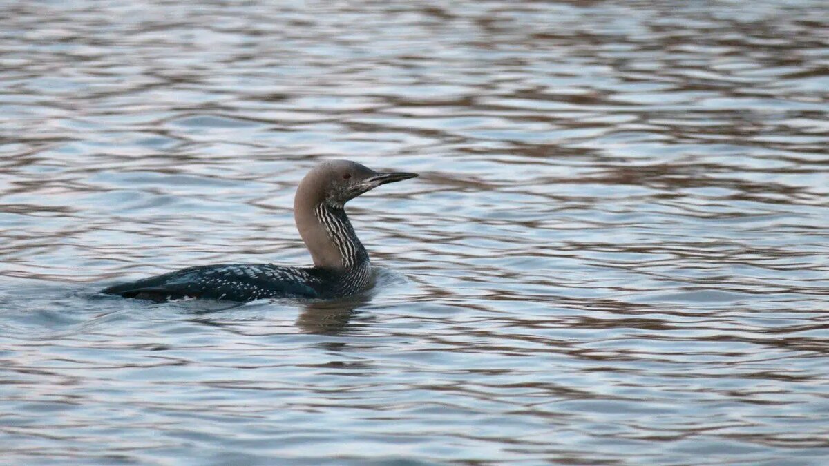    Фото: телеграм-канала «Каждой твари по паре» биолога Павла Глазкова.
