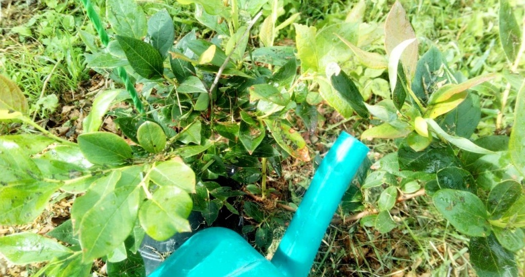 Как правильно подкормить голубику с помощью обычных удобрений