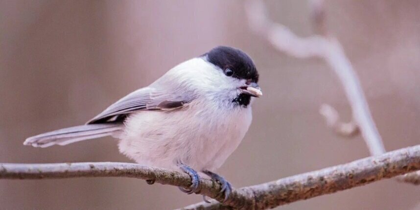    Алена Бобрович