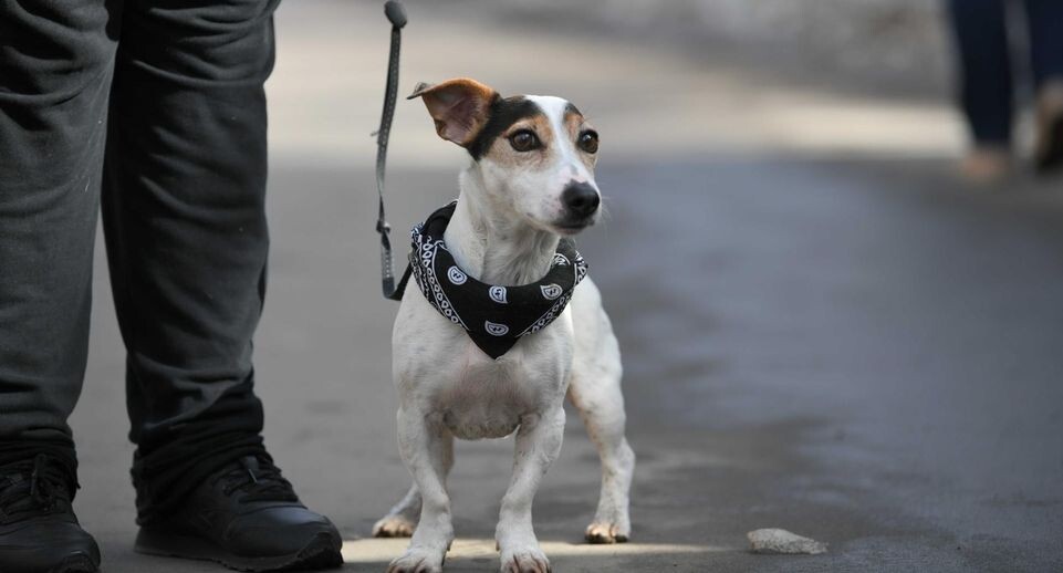    Пресс-служба Министерства сельского хозяйства и продовольствия Московской области