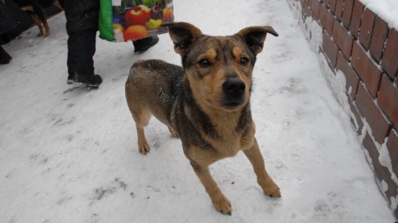     Собака. Анна Зайкова, altapress.ru