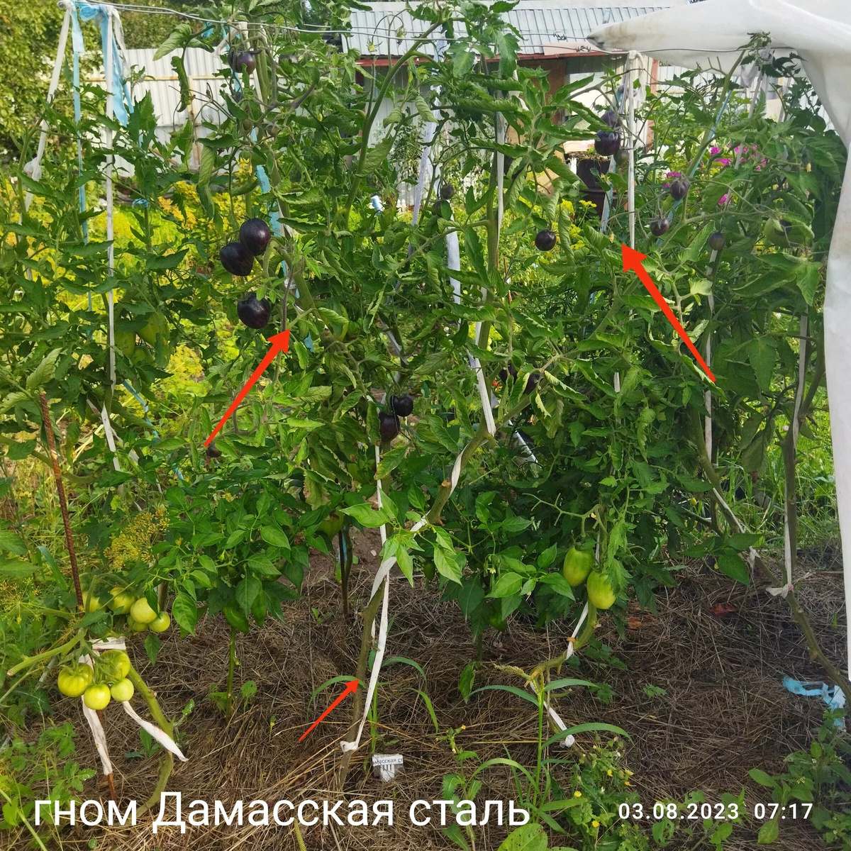 Соседние кусты - обычные индетерминантные томаты