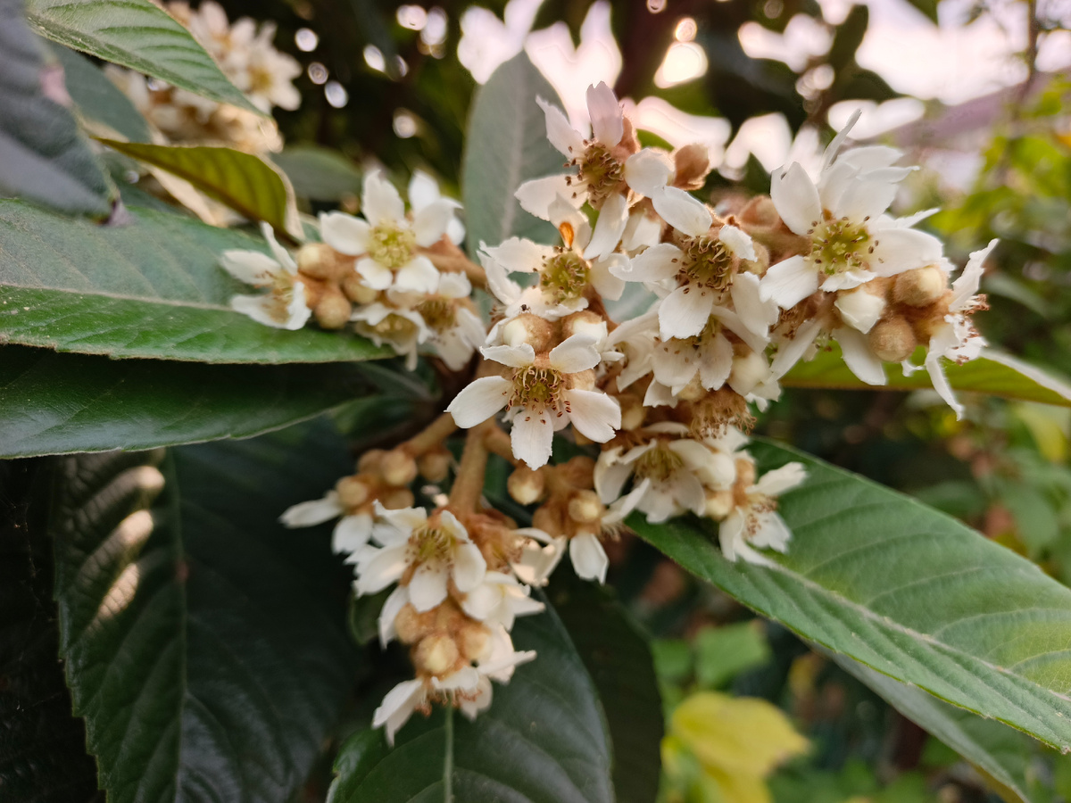 Адлер, ноябрь 2025 года