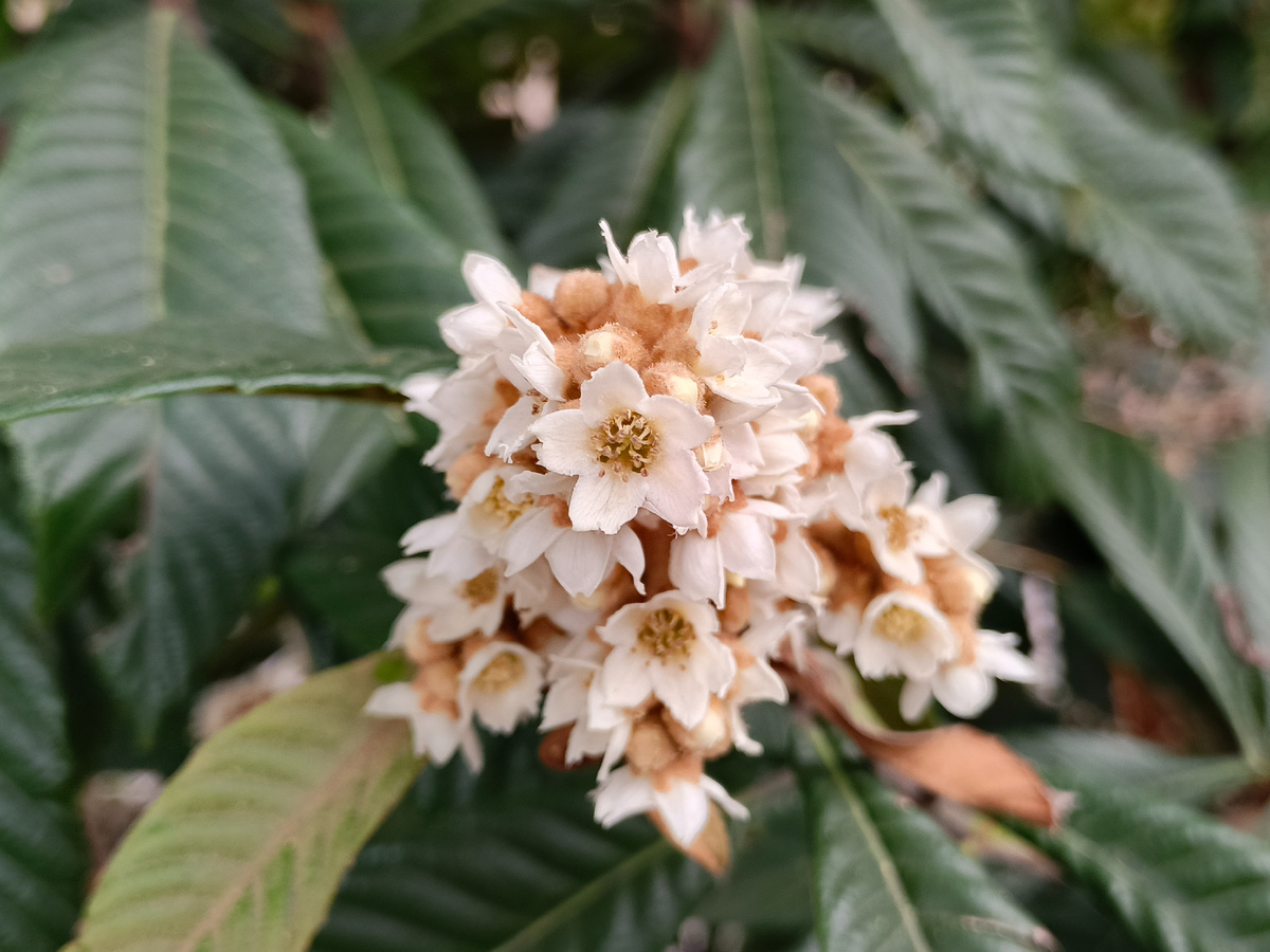 Адлер, ноябрь 2025 года